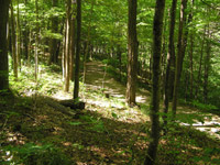 Sunlight streams through lush green deciduous trees, highlighting a smooth dirt path through the forest.