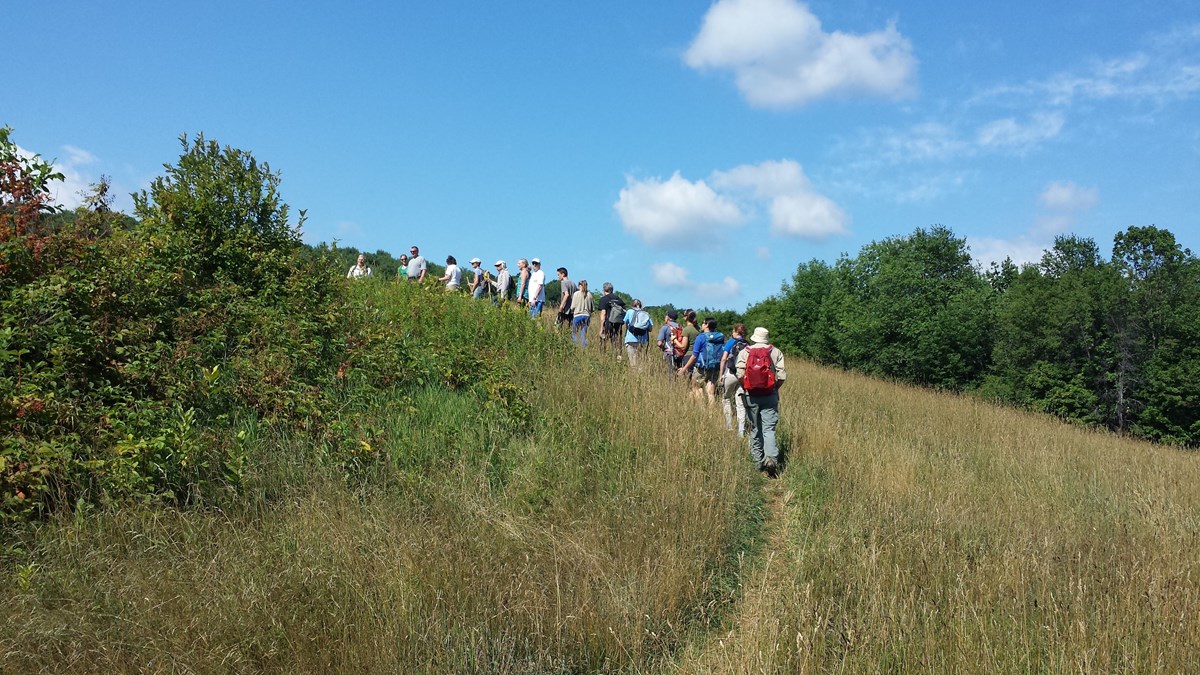 a group of hikers in a line walk through a narrow passage in a meadow