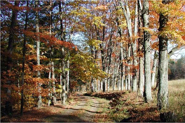 Carriage Roads