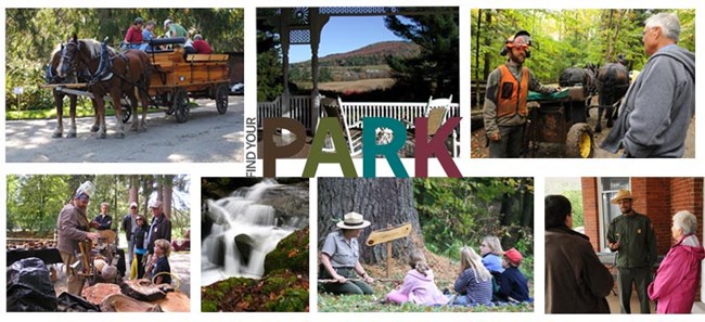 Forest Festival Collage Forest Festival Collage