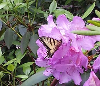 Swallowtail on Azalea Swallowtail on Azalea