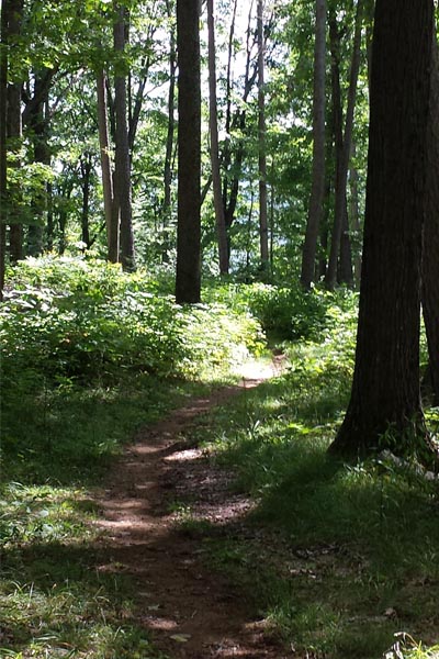 Dappled light and winding trail through the woods Dappled light and winding trail through the woods