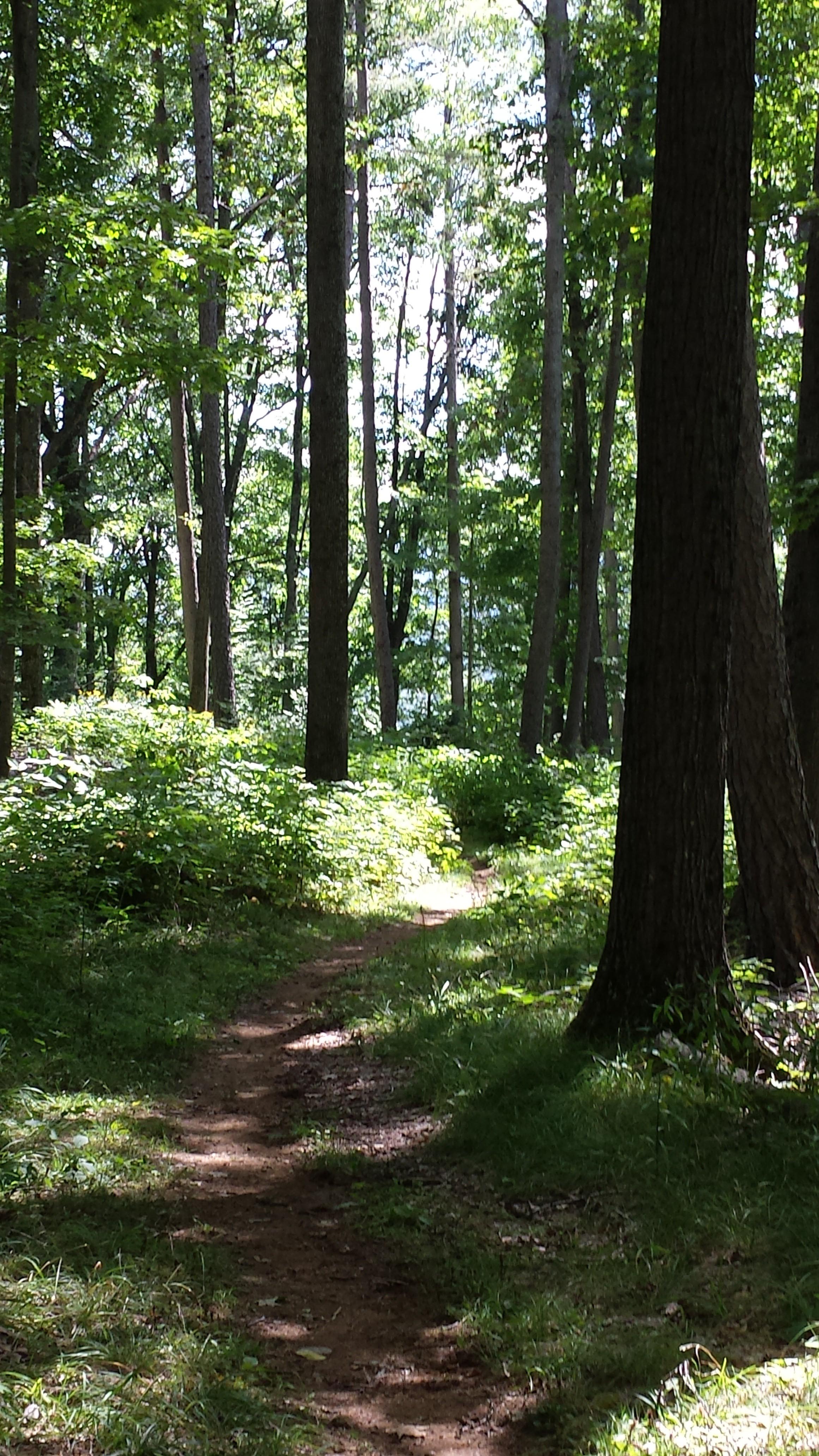 Scenic trail winds through the MABI woods Scenic trail winds through the MABI woods