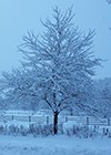 Tree covered in snow