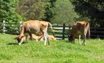 On a sunny summer day, two tan Jersey cows munch on grass, while others rest behind her. NPS Photo. On a sunny summer day, two tan Jersey cows munch on grass, while others rest behind her. NPS Photo.