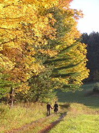 A couple walk hand-in-hand along a dirt two-track road at the edge of a sunny meadow. A gold-leaved tree beside them seems lit from within. Photo by Nora Mitchell.