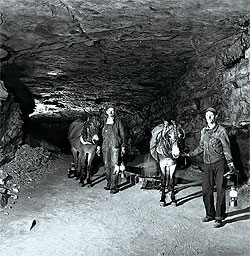 CCC workers and mules in Houchins Narrows