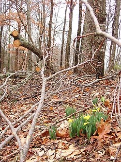 Daffodils emerge amid the ice storm debris Daffodils emerge amid the ice storm debris