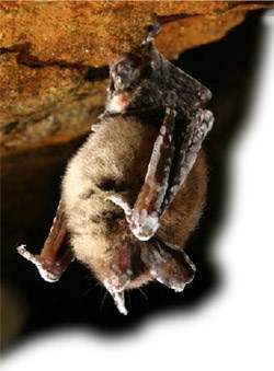 White Nose Syndrome Mammoth Cave National Park U S Bat Displaying Symptoms Of White Nose Syndrome Image Courtesy Peter Youngbaer