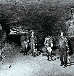 CCC workers and mules in Houchins Narrows CCC workers and mules in Houchins Narrows