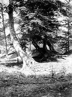 Trees tilted by the New Madrid earthquakes Trees tilted by the New Madrid earthquakes