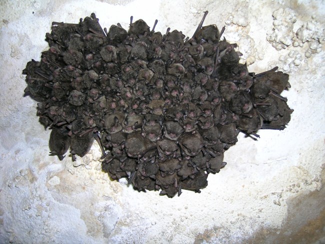 A group of hibernating bats clustered together.