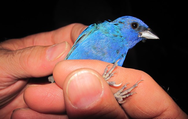 A small blue bird being held in a hand