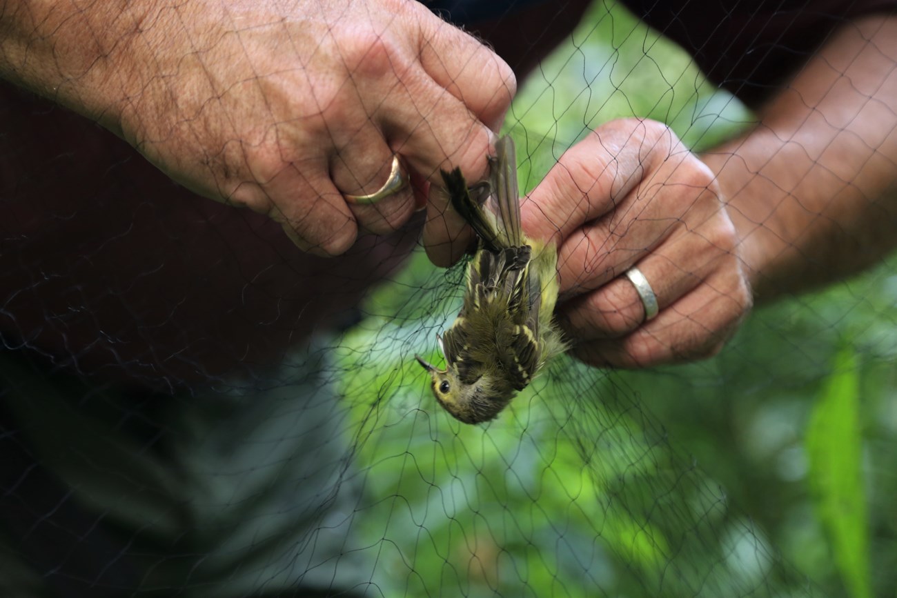 Untangling White-eyed Vireo from net
