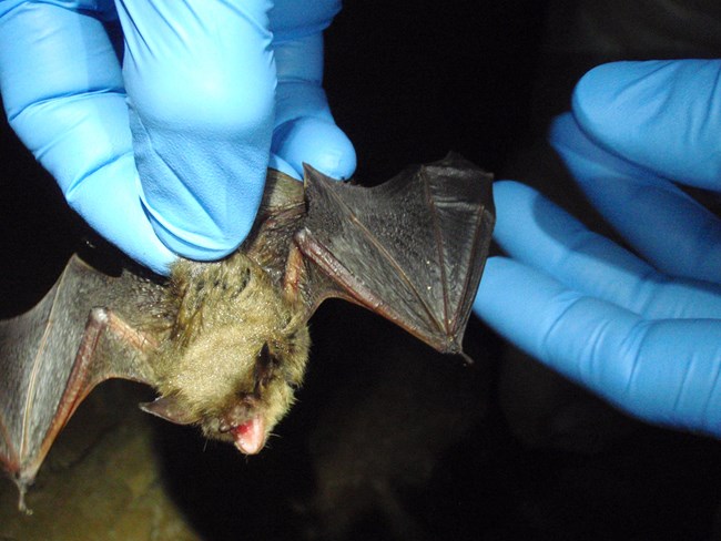 A bat being held by a scientist wearing rubber gloves.