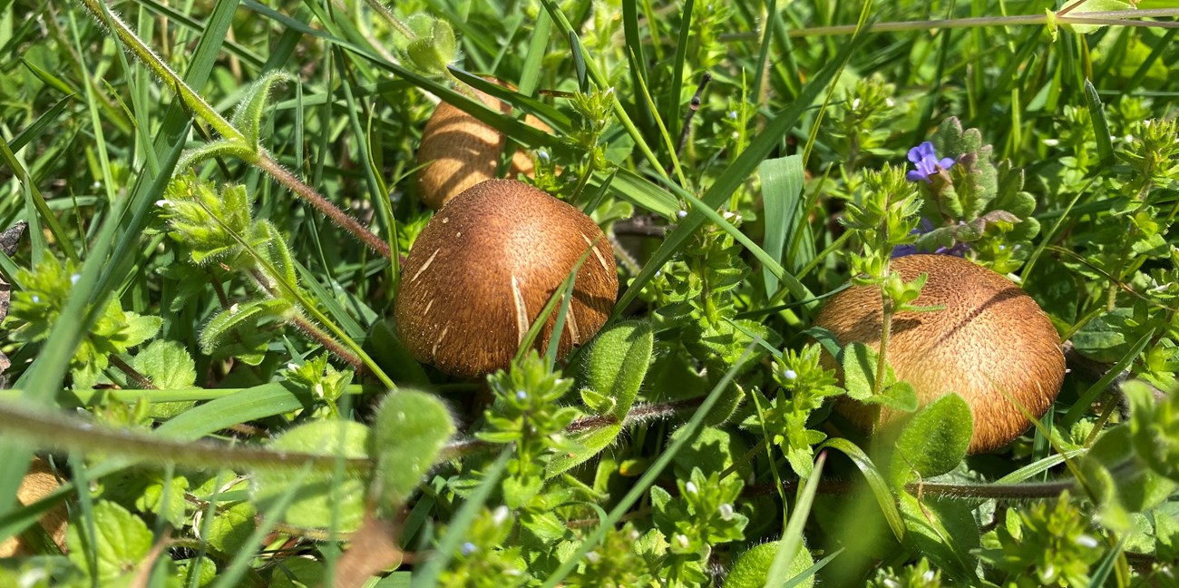 A close up photo of green grass an brown mushrooms.