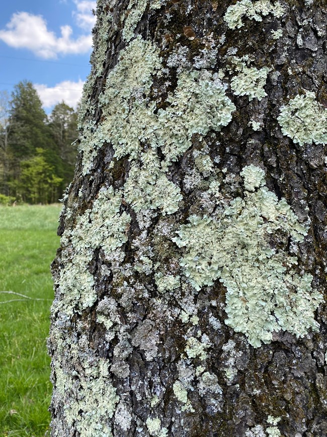 A tree trunk with its back covered in bright green lichen.