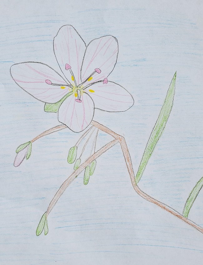 A drawing of a white and pink flower with a brown stem and green leaves.