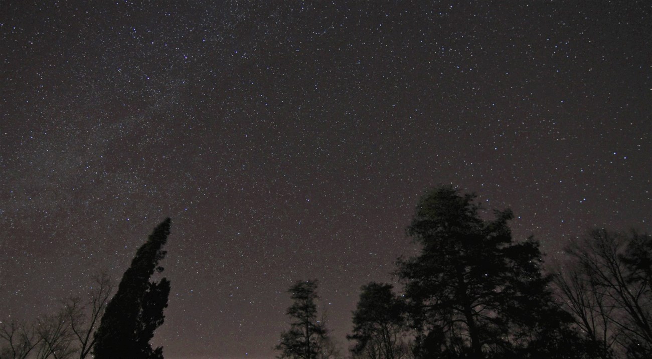A dark sky filled with stars. Several dark trees are in the foreground.