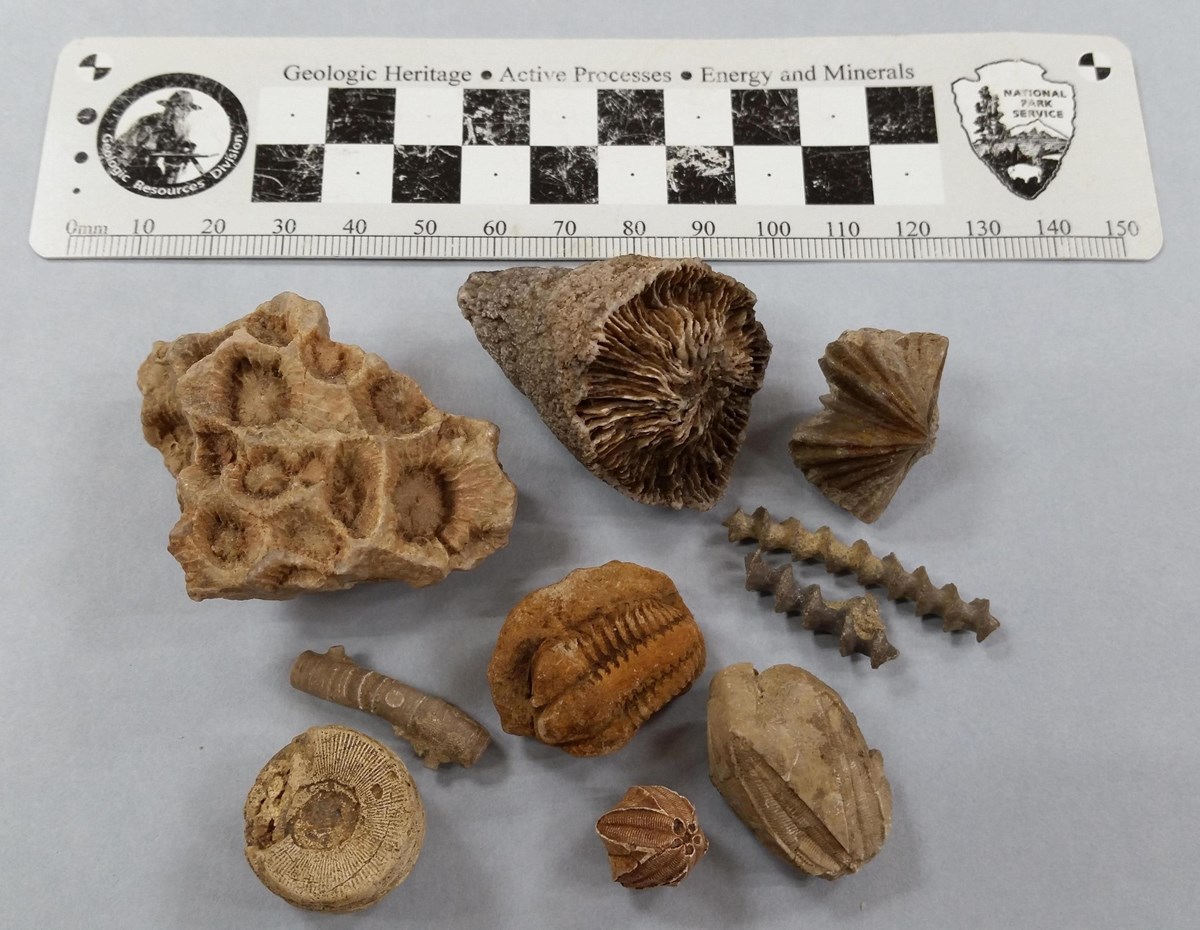 An assortment of small fossils