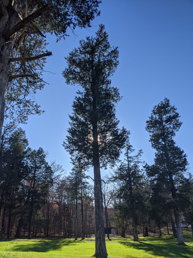 tall evergreen trees stand in an opening.