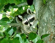 Raccoon Raccoon