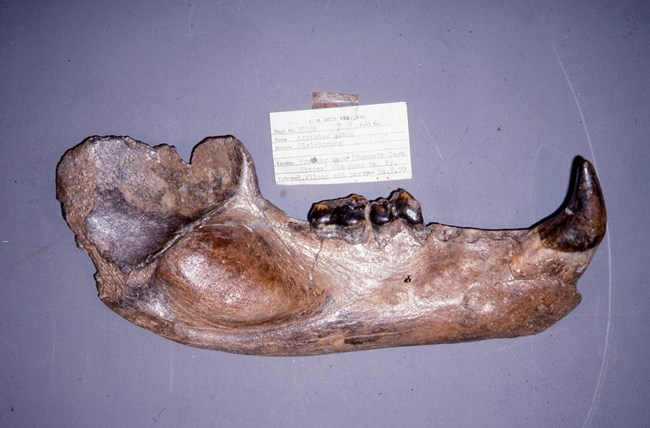 Fossilized lower jaw of a bear