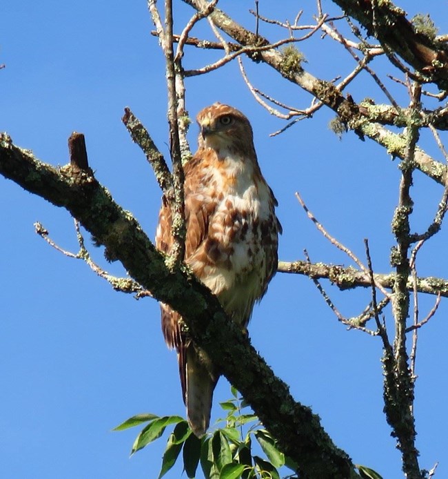 Red-tailed Hawk