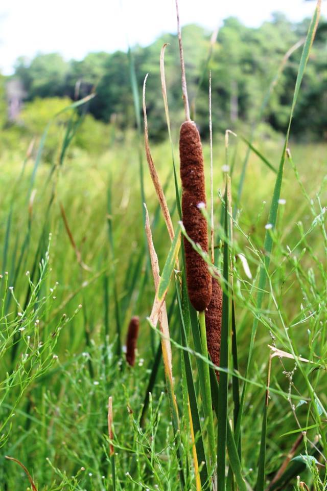 A large grass area with a tall brown cattail.