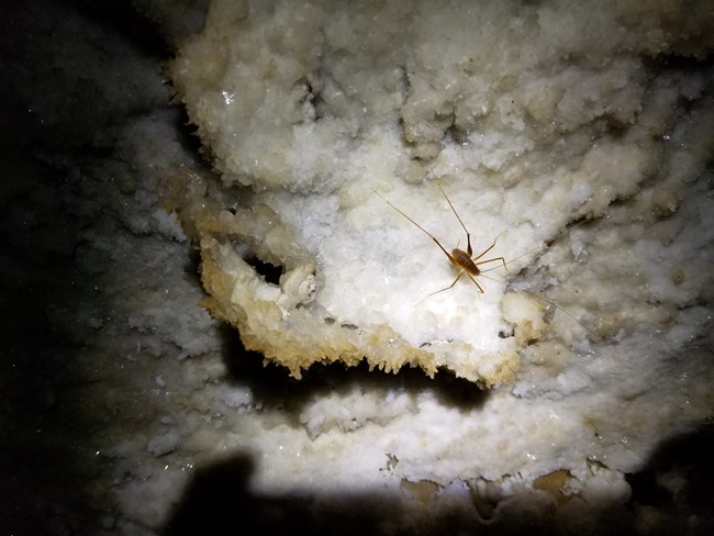 Cave Cricket on Gypsum in Turner Avenue