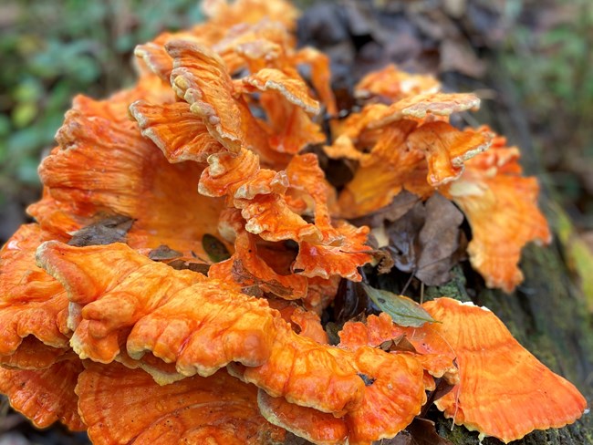 A large orange shelf mushroom