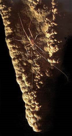 Cave Cricket - ©Chip Clark. Used by permission. Cave Cricket - ©Chip Clark. Used by permission.