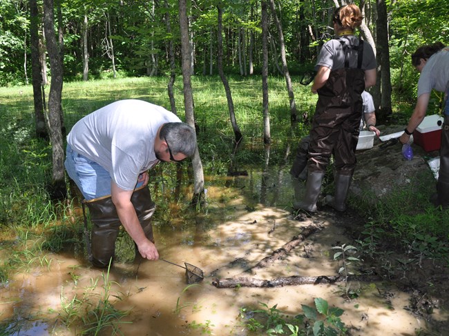 A person dipping a net into a pond.