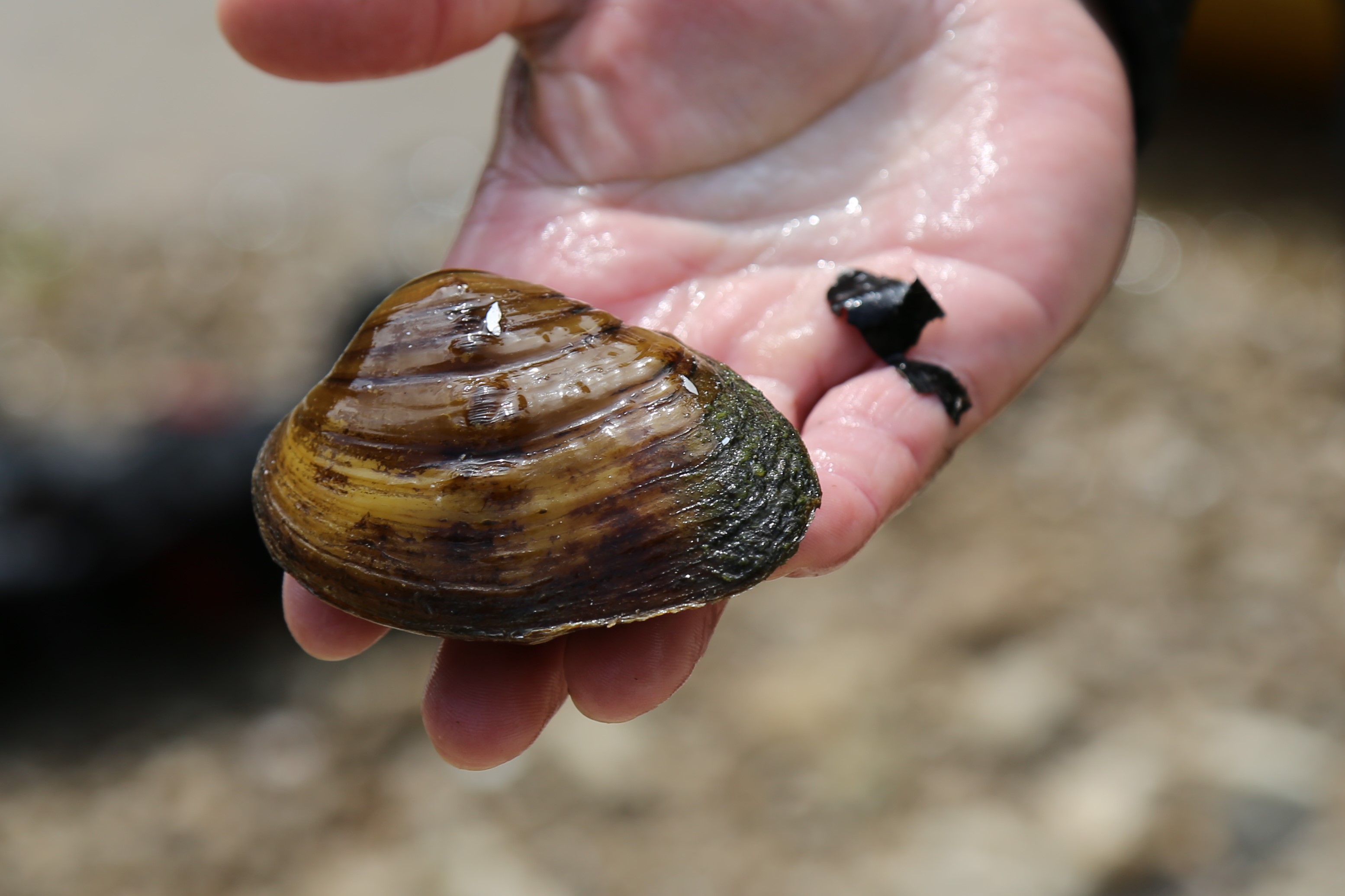 Crustaceans and Mollusks Mammoth Cave National Park (U.S. National