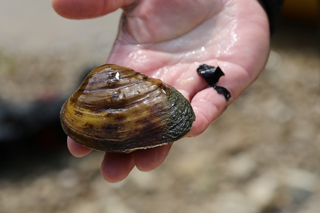 A mussel being held by a person.