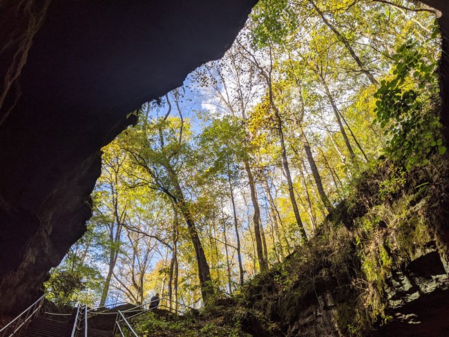 Looking out the cave entrance to see the daylight shining on tall trees.