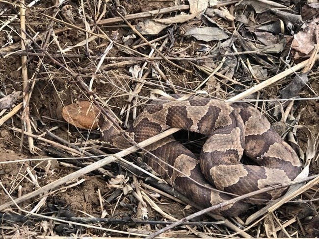 A camouflaged snake laying in a plie of leaves.