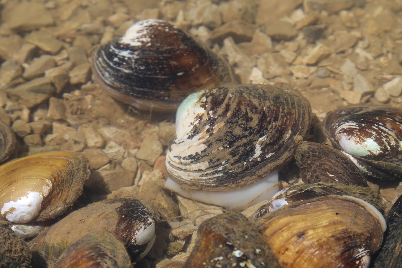 Freshwater mussel