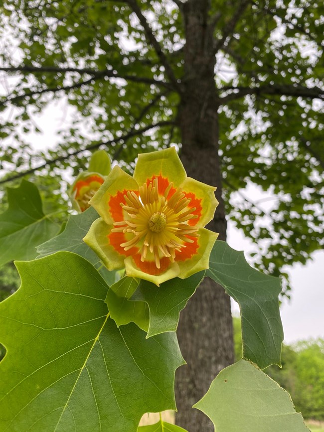 A large orange and yellow flower with tree branches behind.