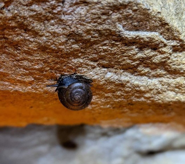 snail