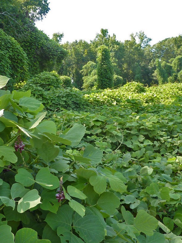 Bright green vines cover the ground, trees, and anything else within reach.