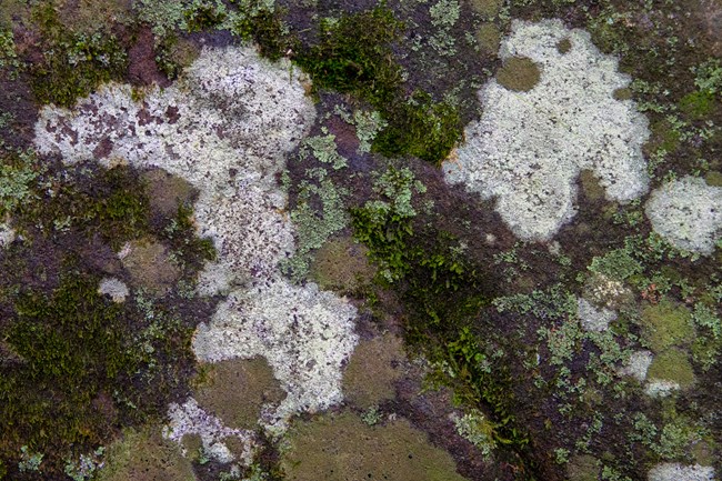 White and green Lichen on Rock