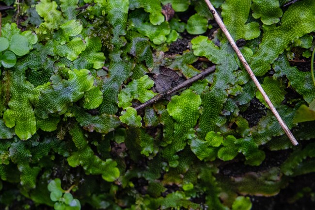 A small green mat like plant.