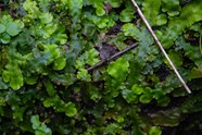Liverwort Weed At Lachlan Legge Blog Liverwort Weed At Lachlan Legge Blog