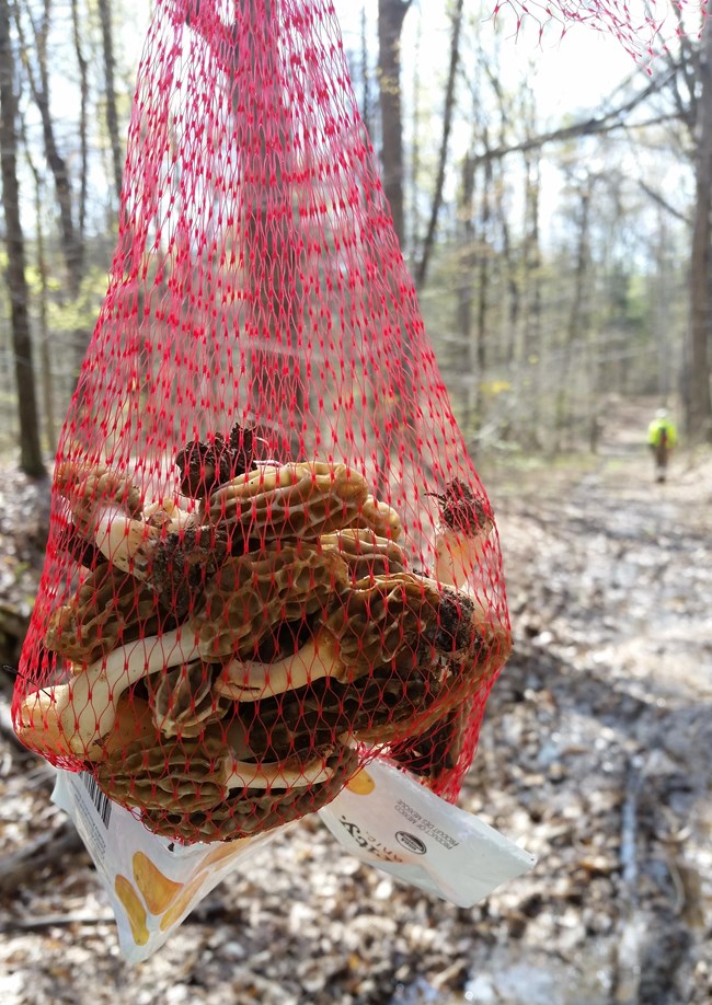 Mushrooms sitting in a red mesh bag.