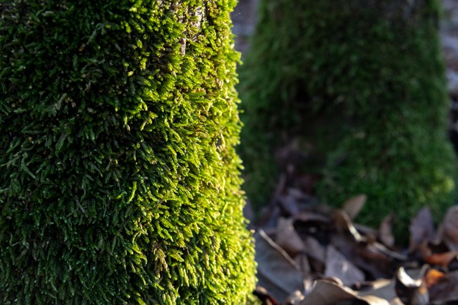 Moss On Tree