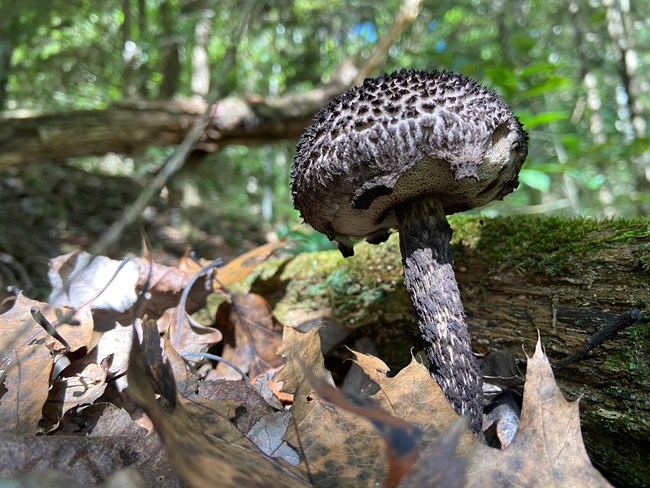 A grey mushroom with black spots growing out of a pile of leaves.