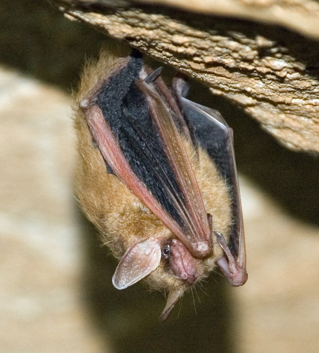 A furry brown bat hangs upside down from a rock ceiling