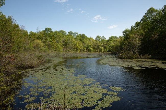 A pond with water plants covering the surface