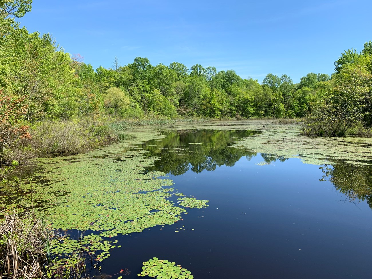 A large pond with water plants and tall trees surrounding it.